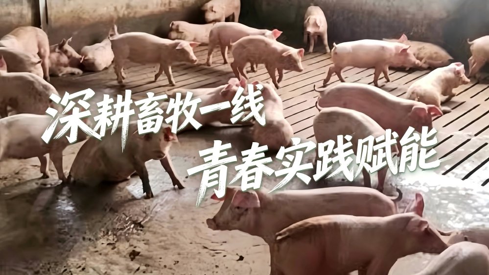 医路研习下基层——兽医学子走进响水，解锁现代化猪场实践课堂